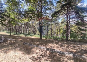 Giardino - Casa indipendente Colledimacine - foto 29