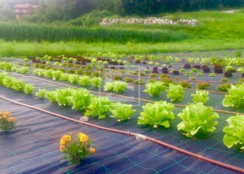 Foto 32 - Villa Via dei Colli
 
15, Soiano del Lago - foto 32