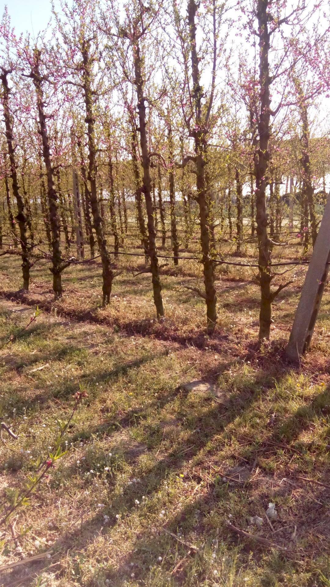 Foto 1 - Agricultural land Faenza - photo 1