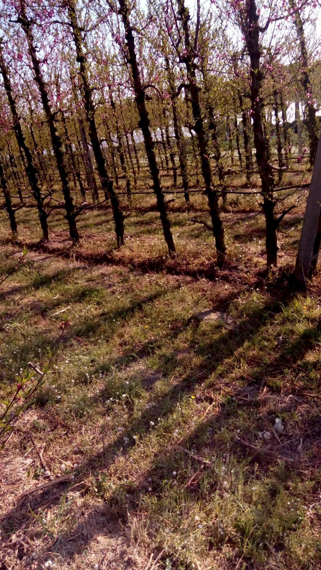 Foto 2 - Agricultural land Faenza - photo 2