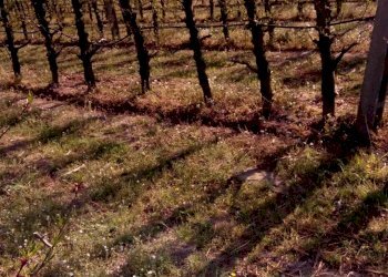 Foto 2 - Terreno agricolo Faenza - foto 2