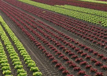 Foto 3 - Terreno agricolo Faenza - foto 3