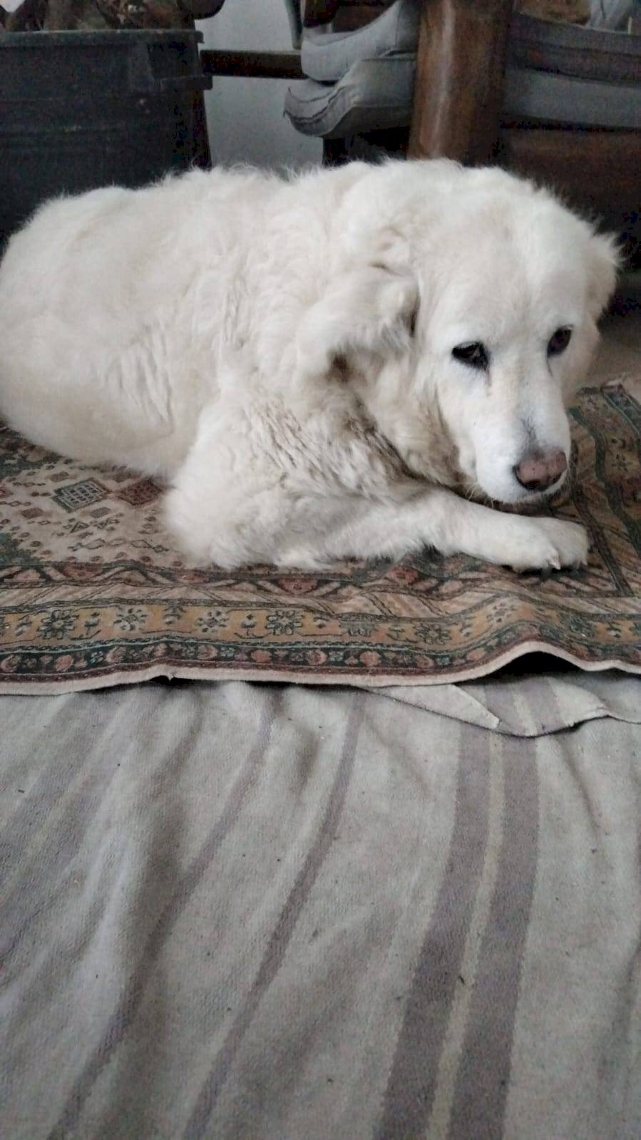 Foto 3 - Appartamento Via San Bernardo
00, Faenza - foto 3