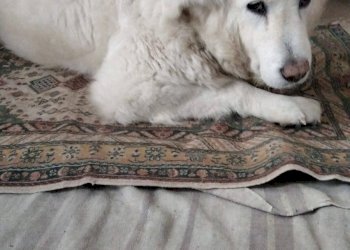 Foto 3 - Appartamento Via San Bernardo
 
00, Faenza - foto 3