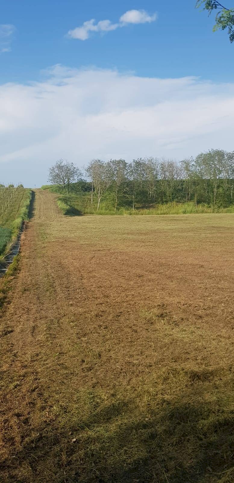 Foto 2 - Terreno agricolo Via Bidente
00, Forlì - foto 2