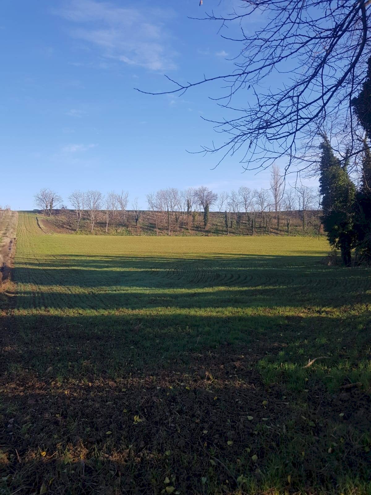 Foto 3 - Terreno agricolo Via Bidente
00, Forlì - foto 3