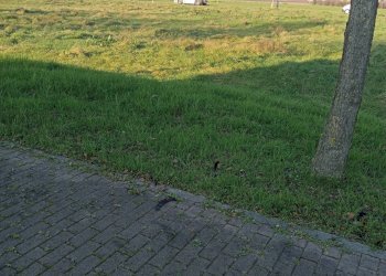 Foto 1 - Casa indipendente via granarolo
 
00, Faenza - foto 1