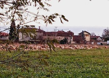 Foto 4 - Casa indipendente Via Pascaretto
 
62, Pinerolo - foto 4