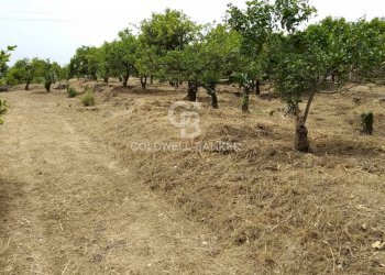 Foto 5 - Agricultural land via Pennisi, Mascali - photo 5