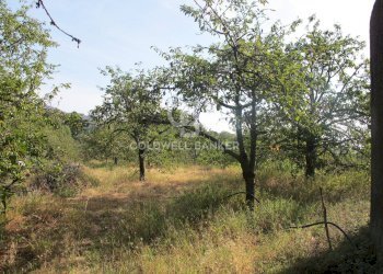 Foto 12 - Terreno agricolo via Fossa Aglistro
II Traversa, Piedimonte Etneo - foto 12