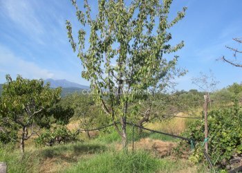 Foto 22 - Terreno agricolo via Fossa Aglistro
II Traversa, Piedimonte Etneo - foto 22