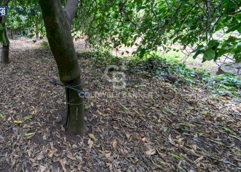 Foto 6 - Terreno agricolo Via Campanaro
 
snc, Acireale - foto 6