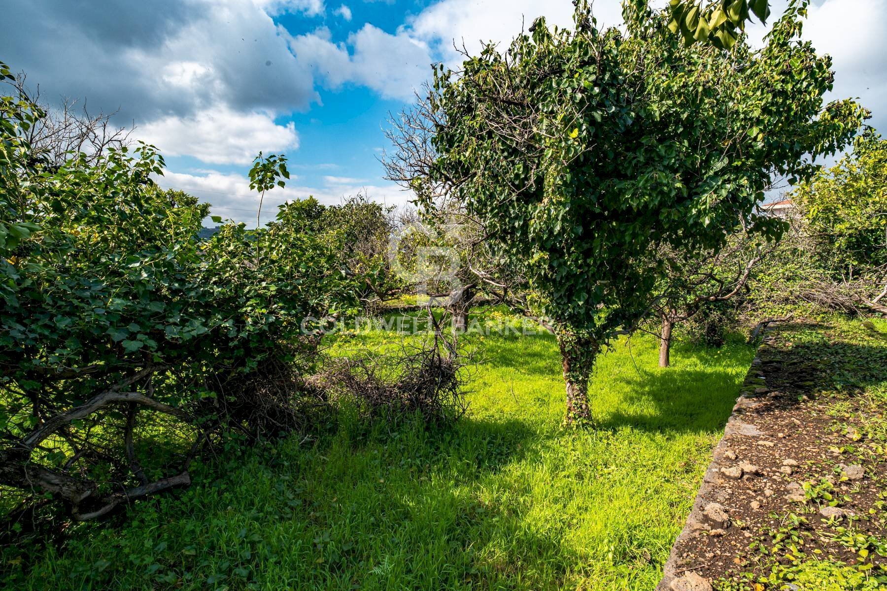 Foto 3 - Agricultural land VIA DELLO STADIO
 
SNC, Acireale - photo 3
