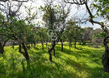 Foto 8 - Terreno agricolo VIA DELLO STADIO
SNC, Acireale - foto 8