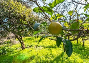 Foto 15 - Terreno agricolo VIA DELLO STADIO
SNC, Acireale - foto 15