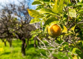 Foto 19 - Terreno agricolo VIA DELLO STADIO
SNC, Acireale - foto 19