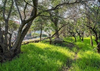 Foto 24 - Terreno agricolo VIA DELLO STADIO
SNC, Acireale - foto 24