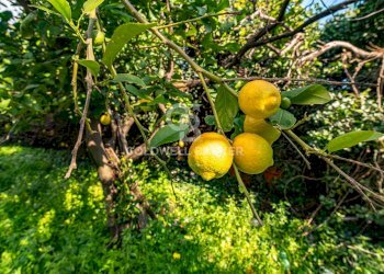 Foto 40 - Terreno agricolo VIA DELLO STADIO
SNC, Acireale - foto 40