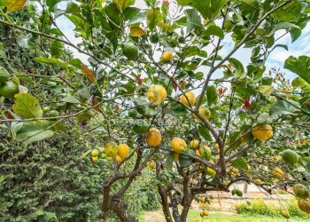 Foto 23 - Villa Via Piano San Paolo
 
12, Caltagirone - foto 23