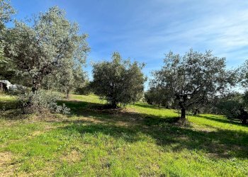 Foto 5 - Terreno agricolo cuprense, Grottammare - foto 5