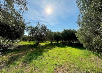 Foto 6 - Terreno agricolo cuprense, Grottammare - foto 6