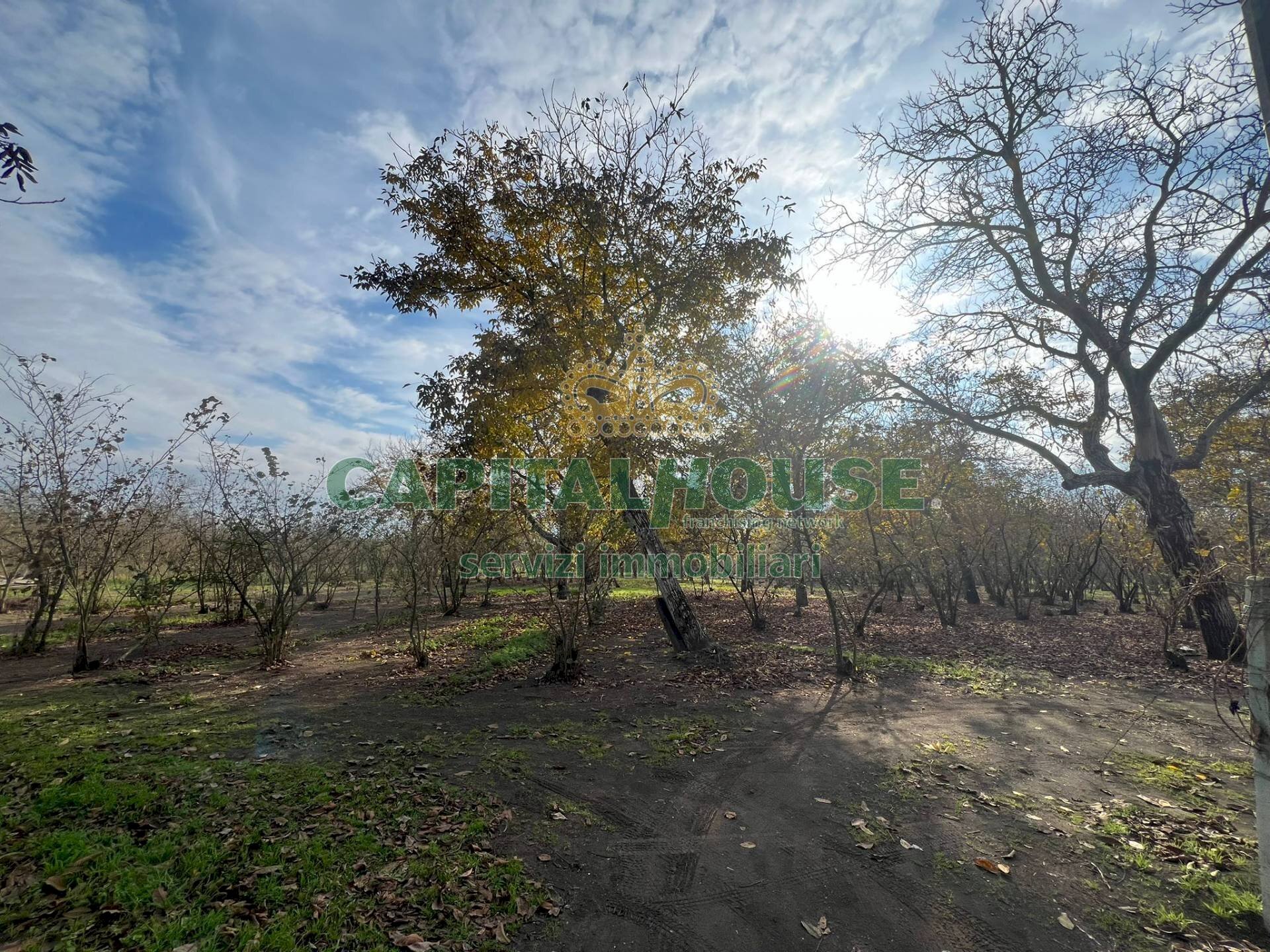 Foto 2 - Terreno agricolo scisciano, Scisciano - foto 2