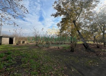 Foto 4 - Terreno agricolo scisciano, Scisciano - foto 4