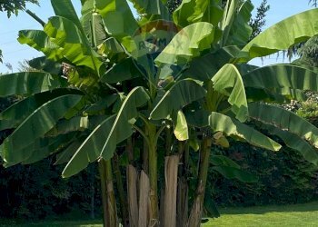 Dettagli - Villa VIA SANDRO BOTTICELLI
 
78, Brugherio - foto 48