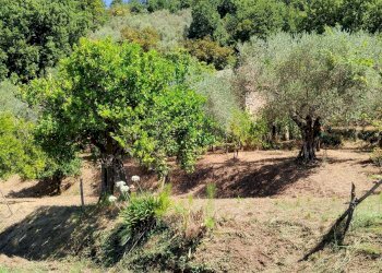 Foto 5 - Terreno agricolo Castel San Lorenzo - foto 5