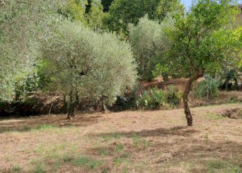 Foto 6 - Terreno agricolo Castel San Lorenzo - foto 6