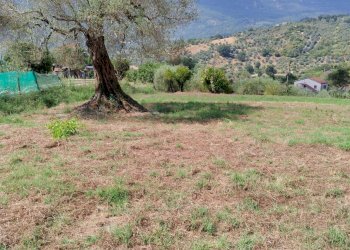 Foto 7 - Terreno agricolo Castel San Lorenzo - foto 7