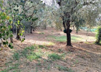 Foto 9 - Terreno agricolo Castel San Lorenzo - foto 9