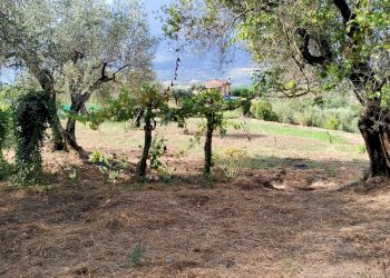 Foto 11 - Terreno agricolo Castel San Lorenzo - foto 11