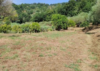 Foto 12 - Terreno agricolo Castel San Lorenzo - foto 12