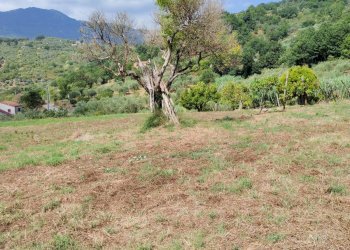 Foto 13 - Terreno agricolo Castel San Lorenzo - foto 13