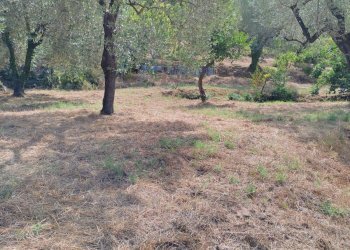 Foto 14 - Terreno agricolo Castel San Lorenzo - foto 14