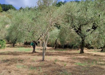 Foto 15 - Terreno agricolo Castel San Lorenzo - foto 15