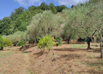 Foto 16 - Terreno agricolo Castel San Lorenzo - foto 16