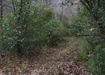 Foto 3 - Agricultural land via difesella strada provinciale
 
nd, Bellosguardo - photo 3