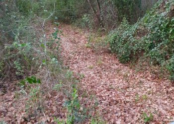 Foto 5 - Agricultural land via difesella strada provinciale
 
nd, Bellosguardo - photo 5