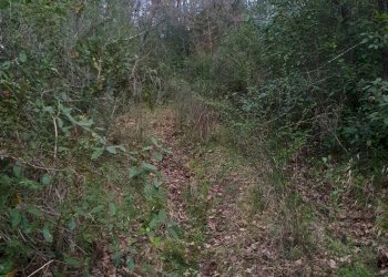 Foto 6 - Agricultural land via difesella strada provinciale
 
nd, Bellosguardo - photo 6