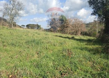 Giardino - Terreno edificabile Via Austis, Fiumicino - foto 6