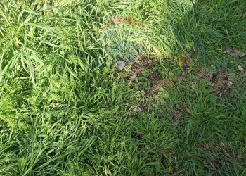 Giardino - Terreno edificabile Via Austis, Fiumicino - foto 8