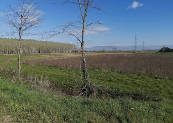 Foto 4 - Agricultural land via Del puntone, Bientina - photo 4