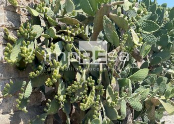 Foto 5 - Terreno agricolo Carovigno - foto 5