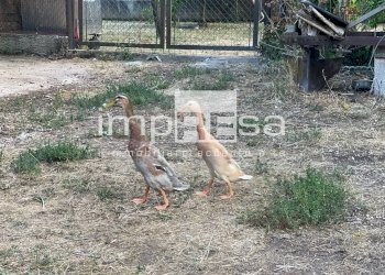 Foto 5 - Independent house Paderno di Ponzano, Ponzano Veneto - photo 5