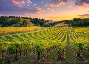 Foto 4 - Terreno agricolo via san matteo
 
snc, Monterotondo - foto 4