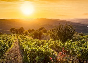 Foto 5 - Terreno agricolo via san matteo
 
snc, Monterotondo - foto 5