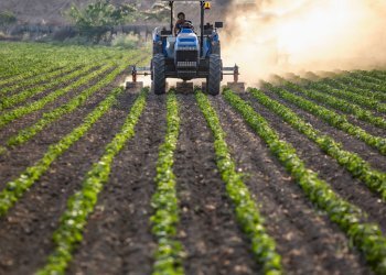 Foto 8 - Terreno agricolo via san matteo
 
snc, Monterotondo - foto 8