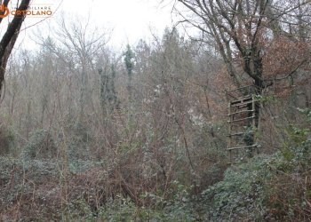 Foto 3 - Terreno agricolo Sagrado - foto 3